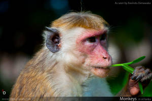 Monkeys in Sri Lanka