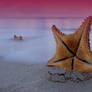 Starfish on beach