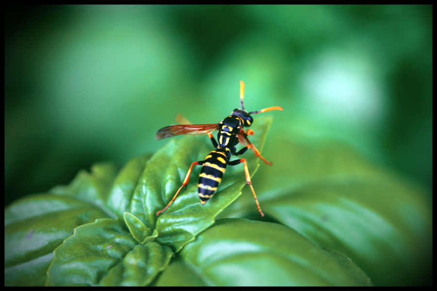 yellow jacket can't fly