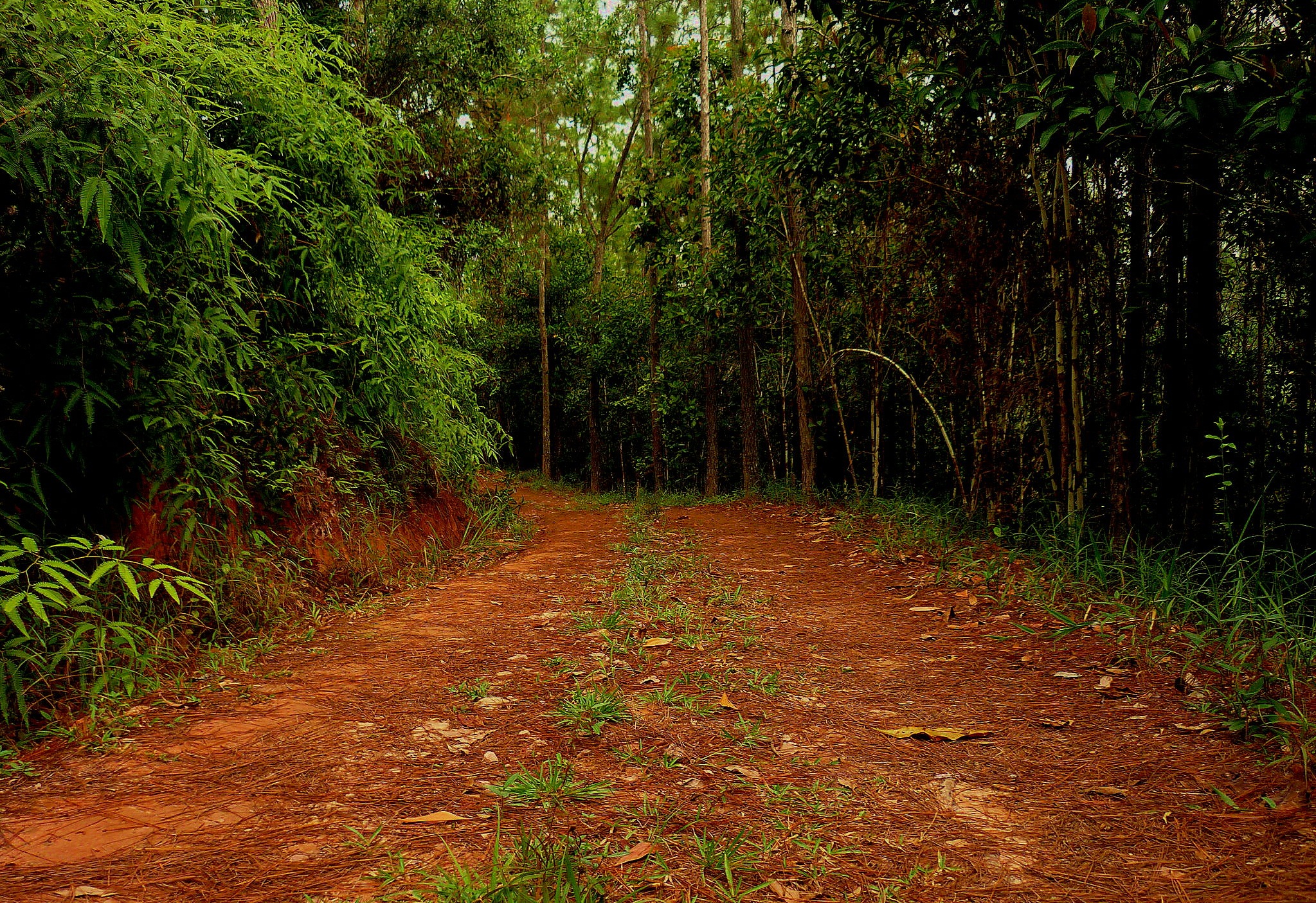 The old road through the woods