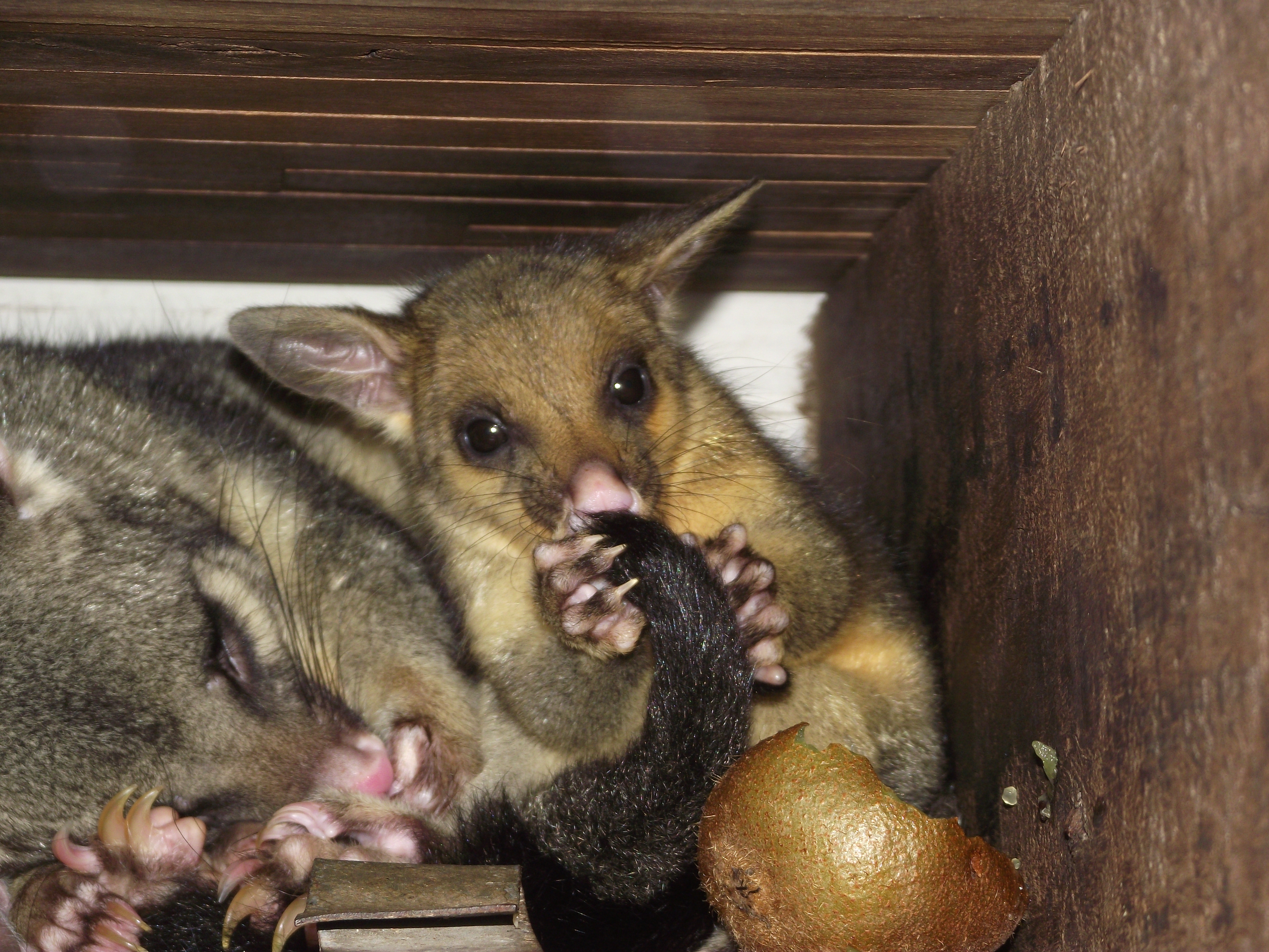 Possums - Mom and Baby 04