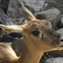 Alma Park Zoo: Indian Blackbuck Antelope - Female