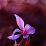 Purple Saffron