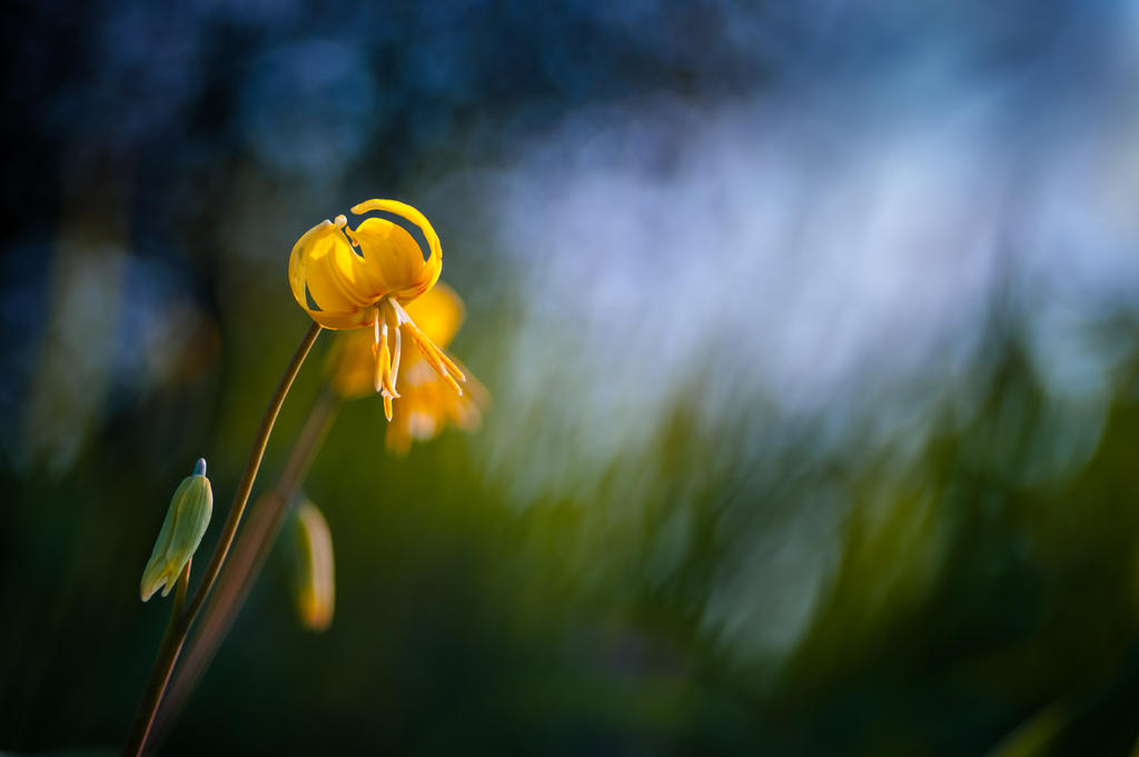 Yellow Fawn-lily in the evening