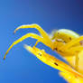 Yellow crab spider on flower after rain
