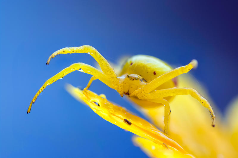 Yellow crab spider on flower after rain by victoria-P