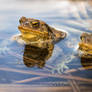 Male toads in water, Bufo bufo