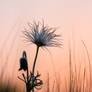 Pasque Flower in the cool morning