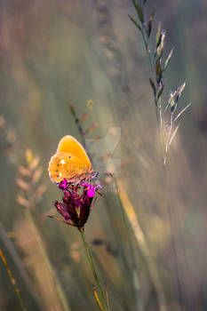 Orange butterfly in the rising sun