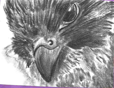 Charcoal Falcon