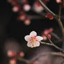 a plum blossom