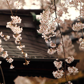 sakura's last flower