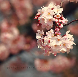 sakura fragment