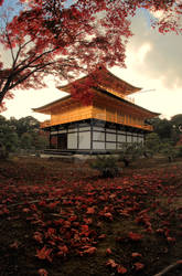 golden sheets of maples