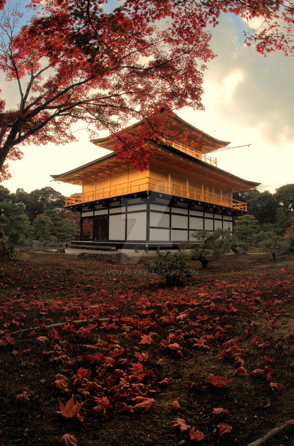 golden sheets of maples