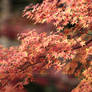 Acer palmatum