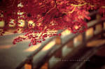 momiji's sunlight by jyoujo