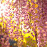 wisteria season
