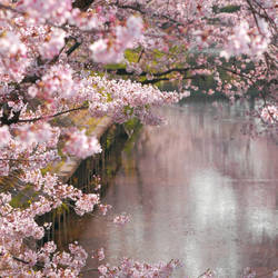 sakura river spring