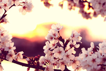 cherry blossom sunset