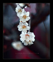 Hope - The Sakura White Raindrops