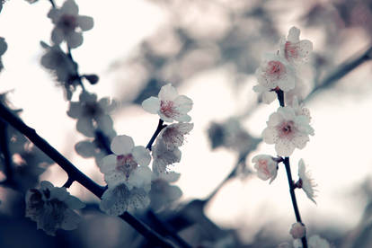 sakura at dawn