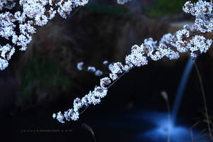 where the dim lights shines by jyoujo where the dim lights shines by jyoujo