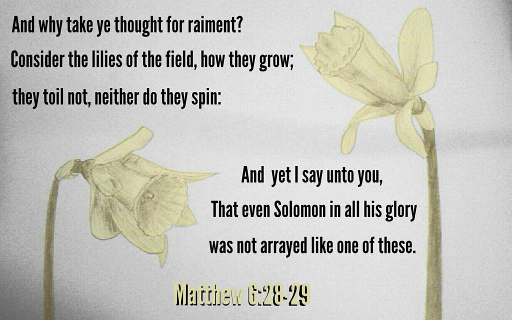 Matthew 6 28 29 KJV By Blizzardtabby On DeviantArt matthew-6-28-29-kjv-by-blizzardtabby-on-deviantart