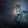 White Horse Wallpaper HD 4k