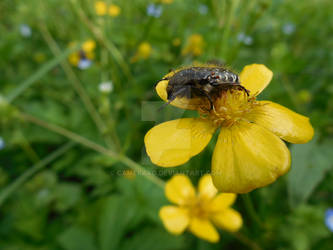 Flower Bug2