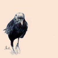 Ballpoint Pen Crow