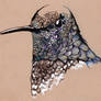 Inky Hummingbird