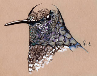 Inky Hummingbird