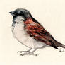 Little Bird