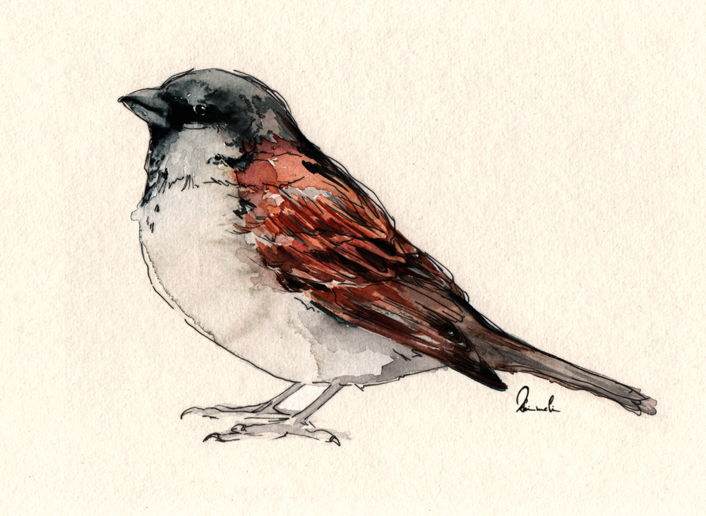 Little Bird