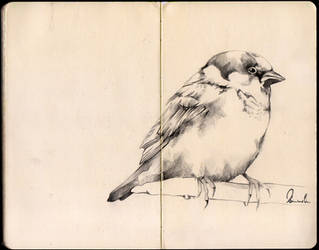 Sketchbook Bird