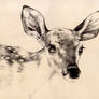 Dear Deer