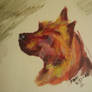 Australian Terrier