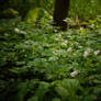 Anemones