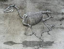 Horse Skeleton