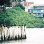 Pelicans of Bodega