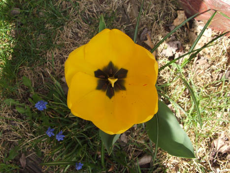 Yellow Tulip 2010