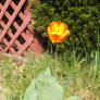 Orange-ish Tulip