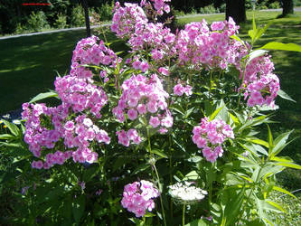 Gorgeous flowers