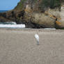 Ocean Egret