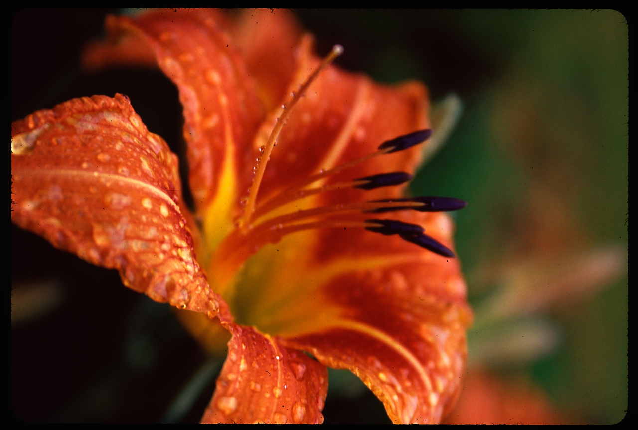 orange drops