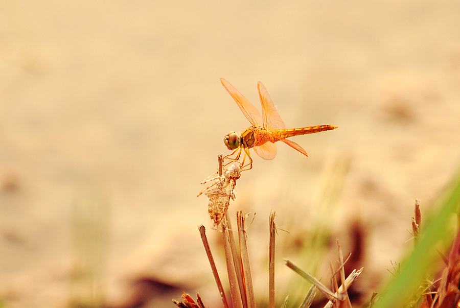 Dragonfly