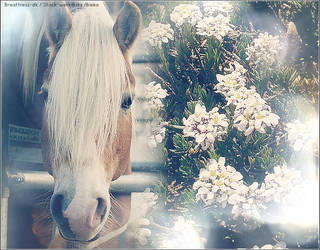 Horse vs Flower 5.