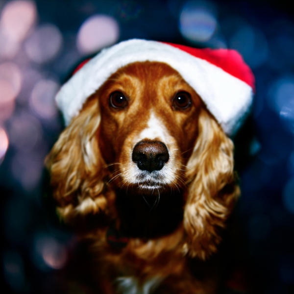 Santa Puppy