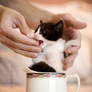 Have a cup-of-kitten